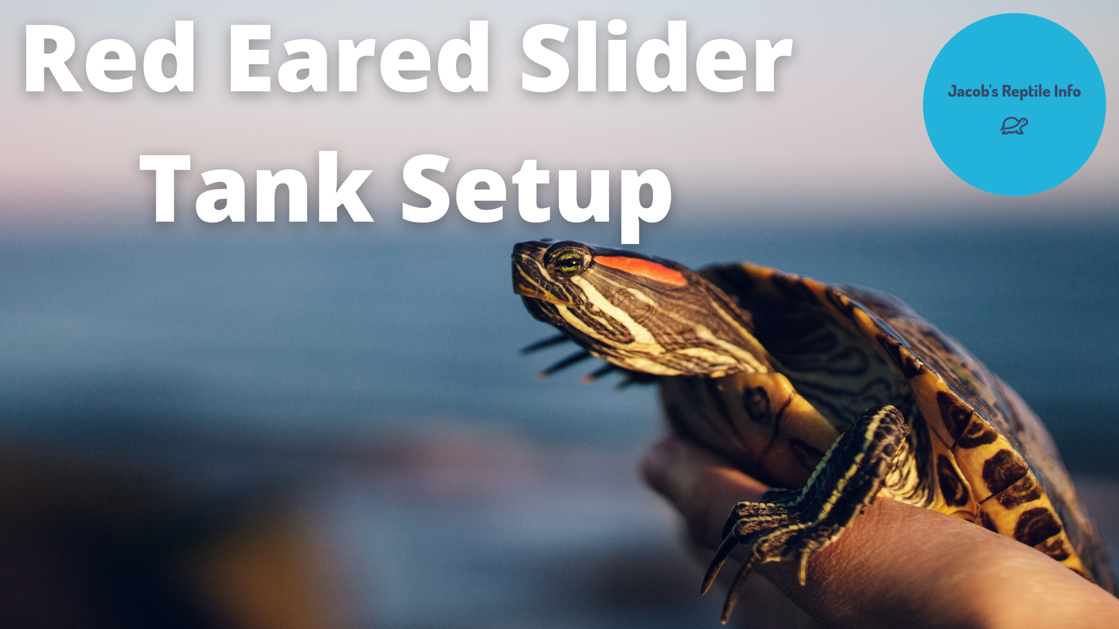 Red eared slider turtle tank setup