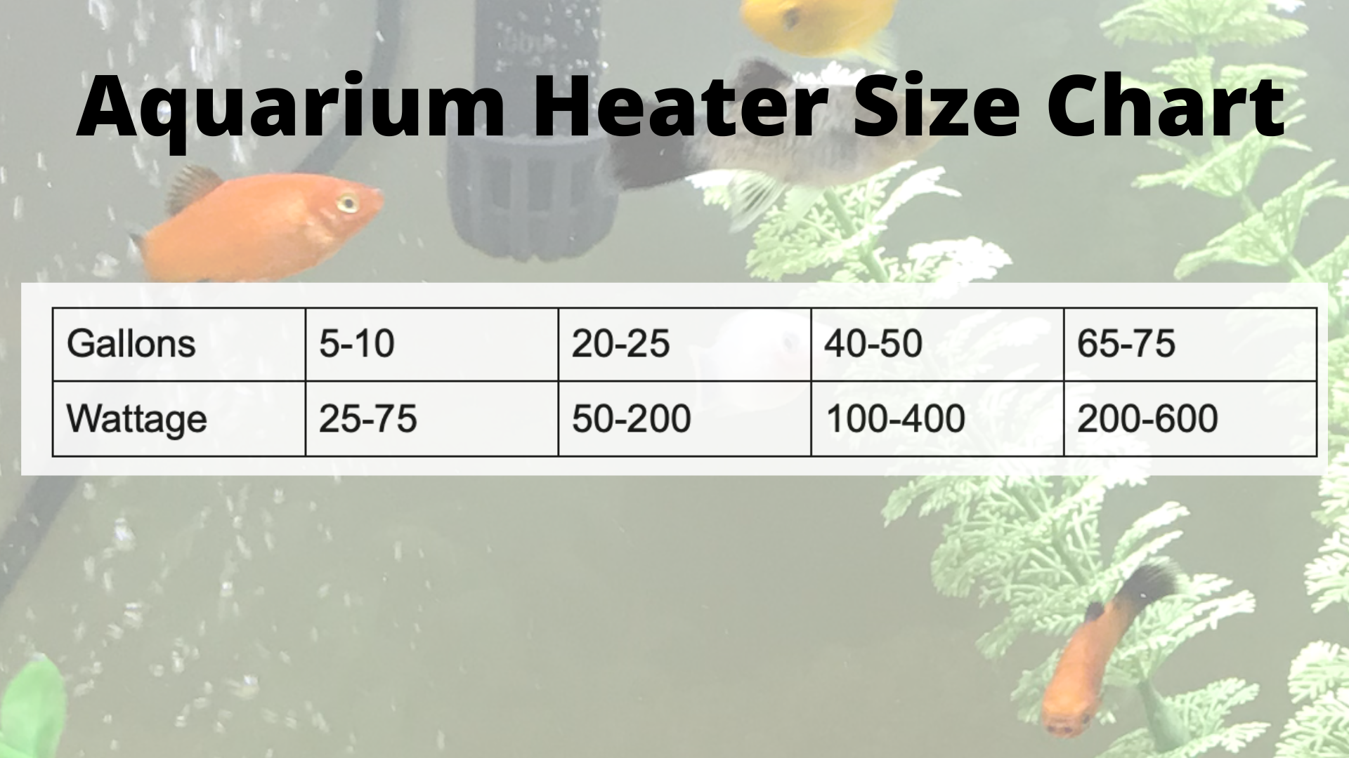 Heater for red eared slider tank