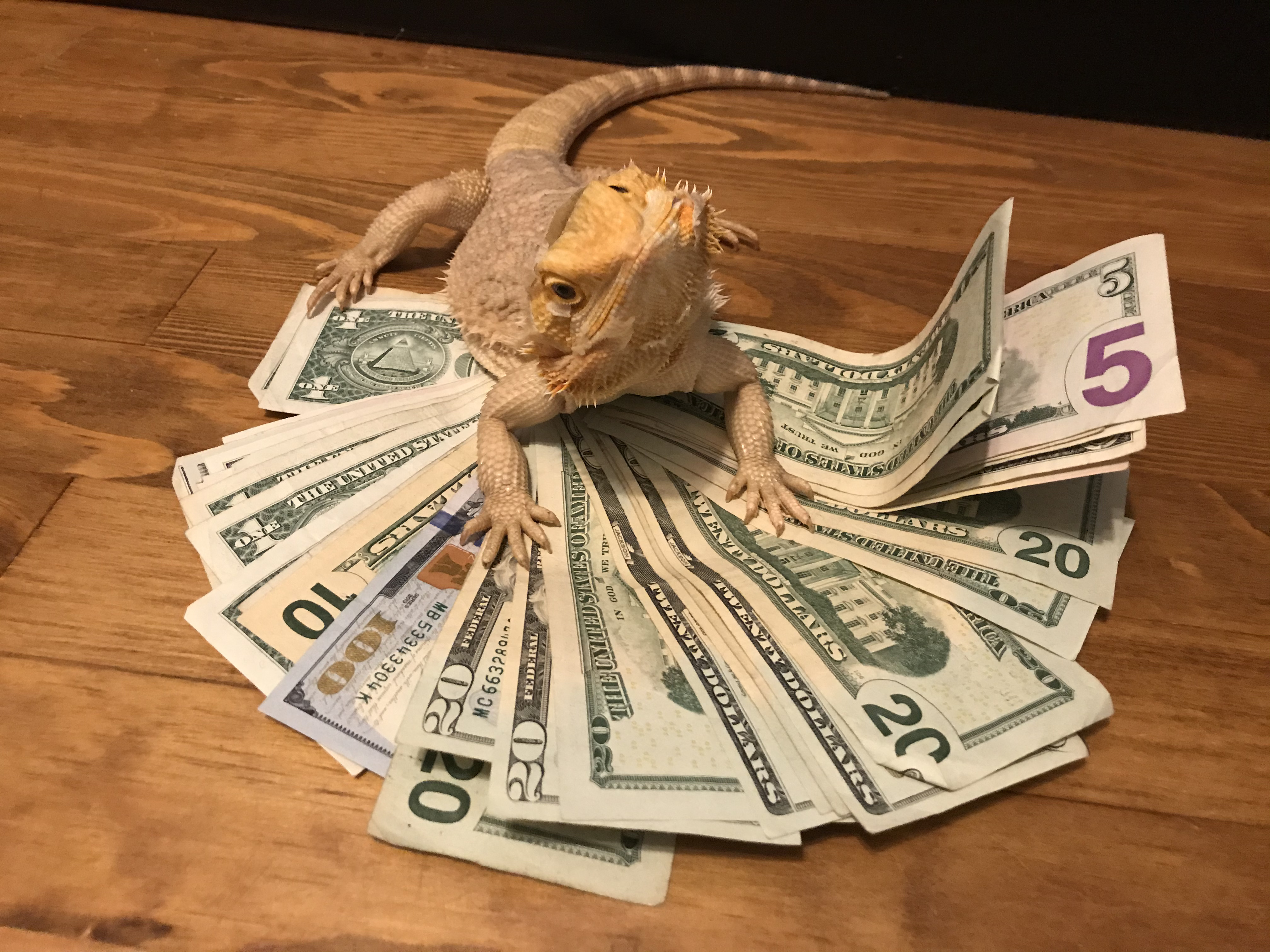 Bearded Dragon Total Cost