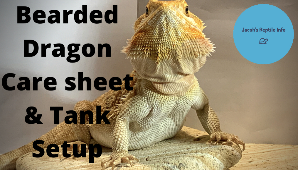 Bearded Dragon Care