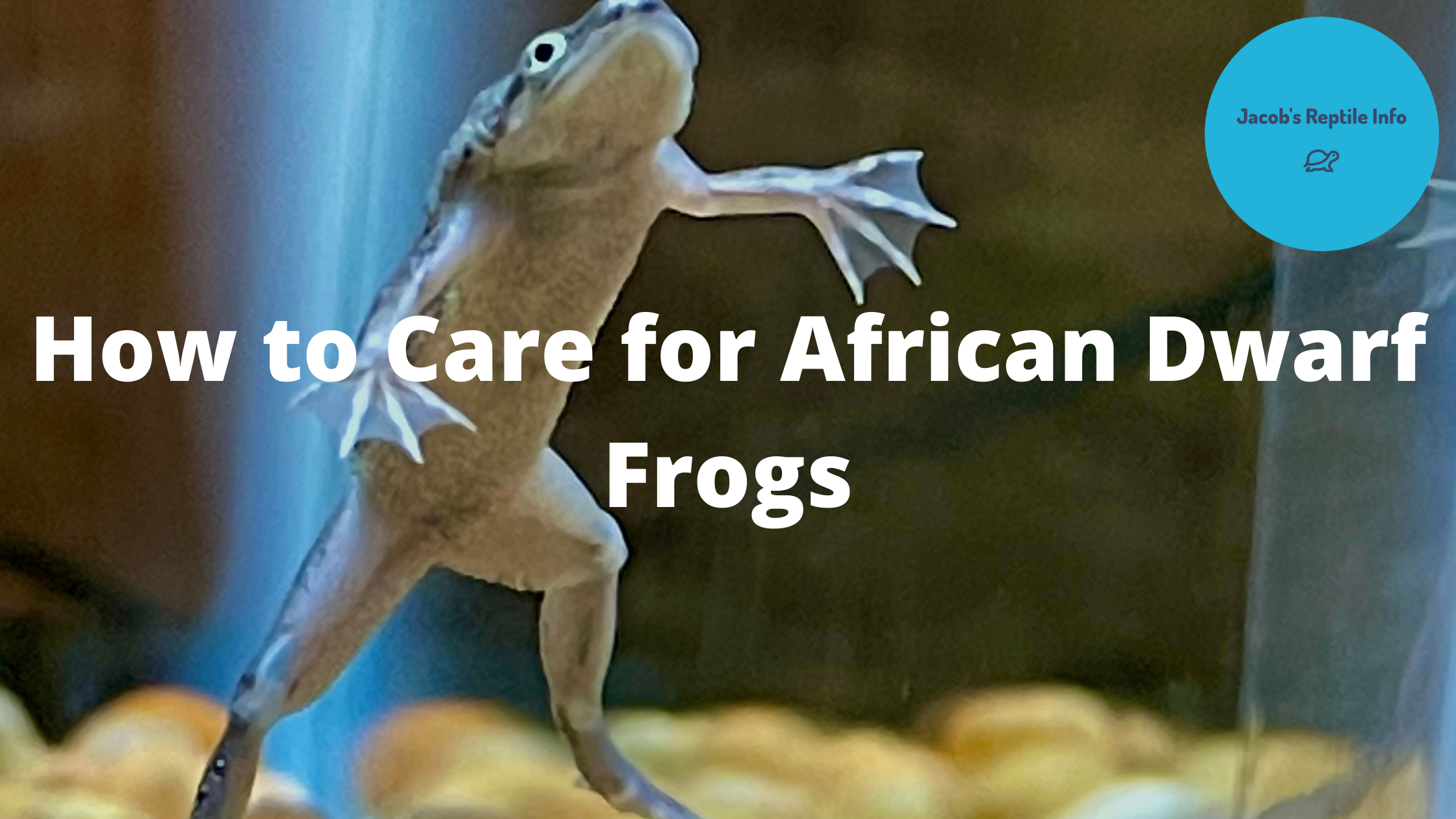 African Dwarf Frog Care Jacob s Reptile Info