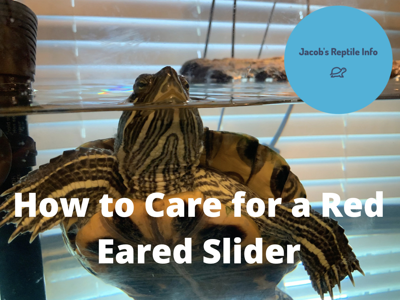 How to care for a red eared slider turtle