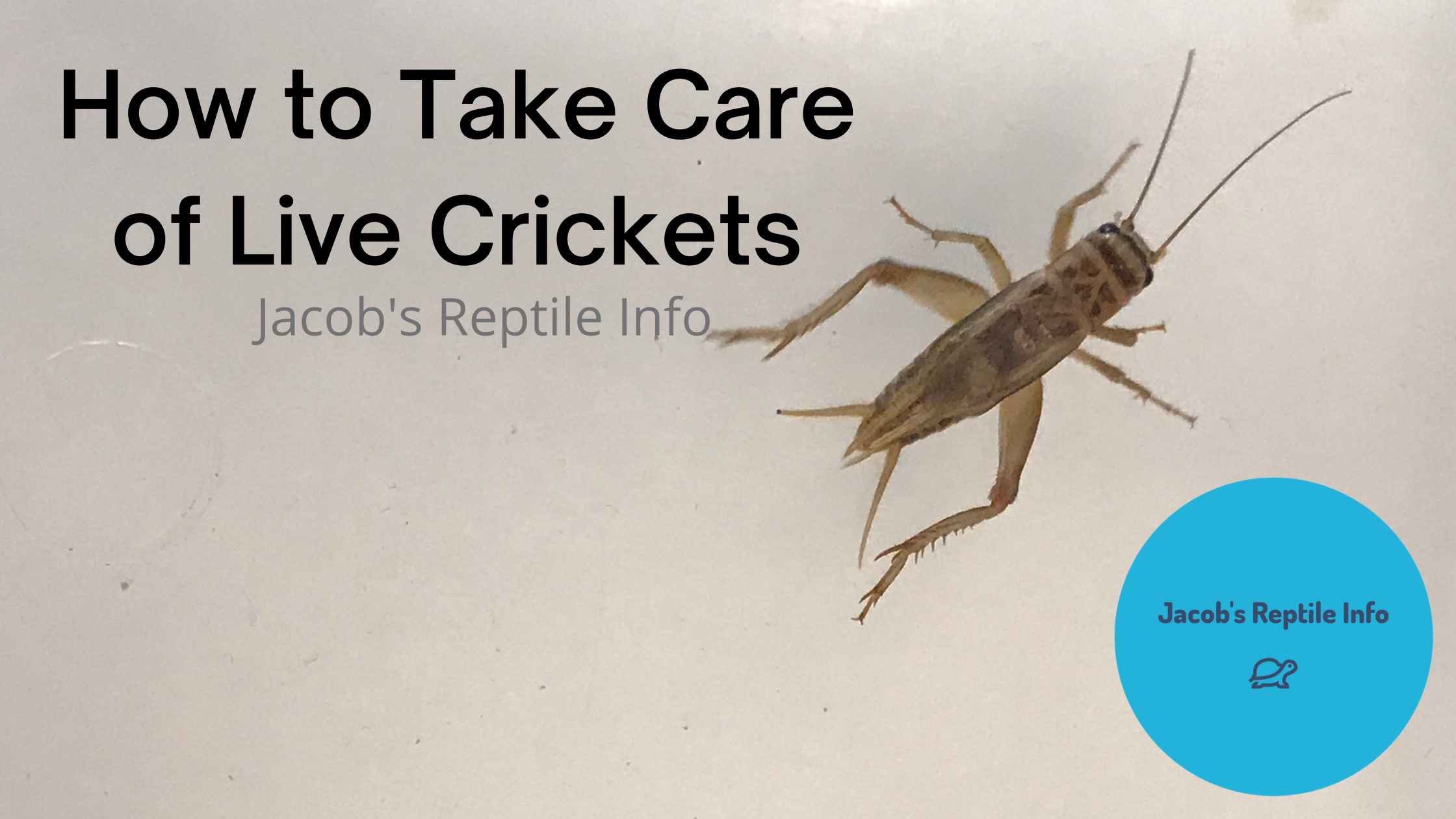 How to take care of live crickets