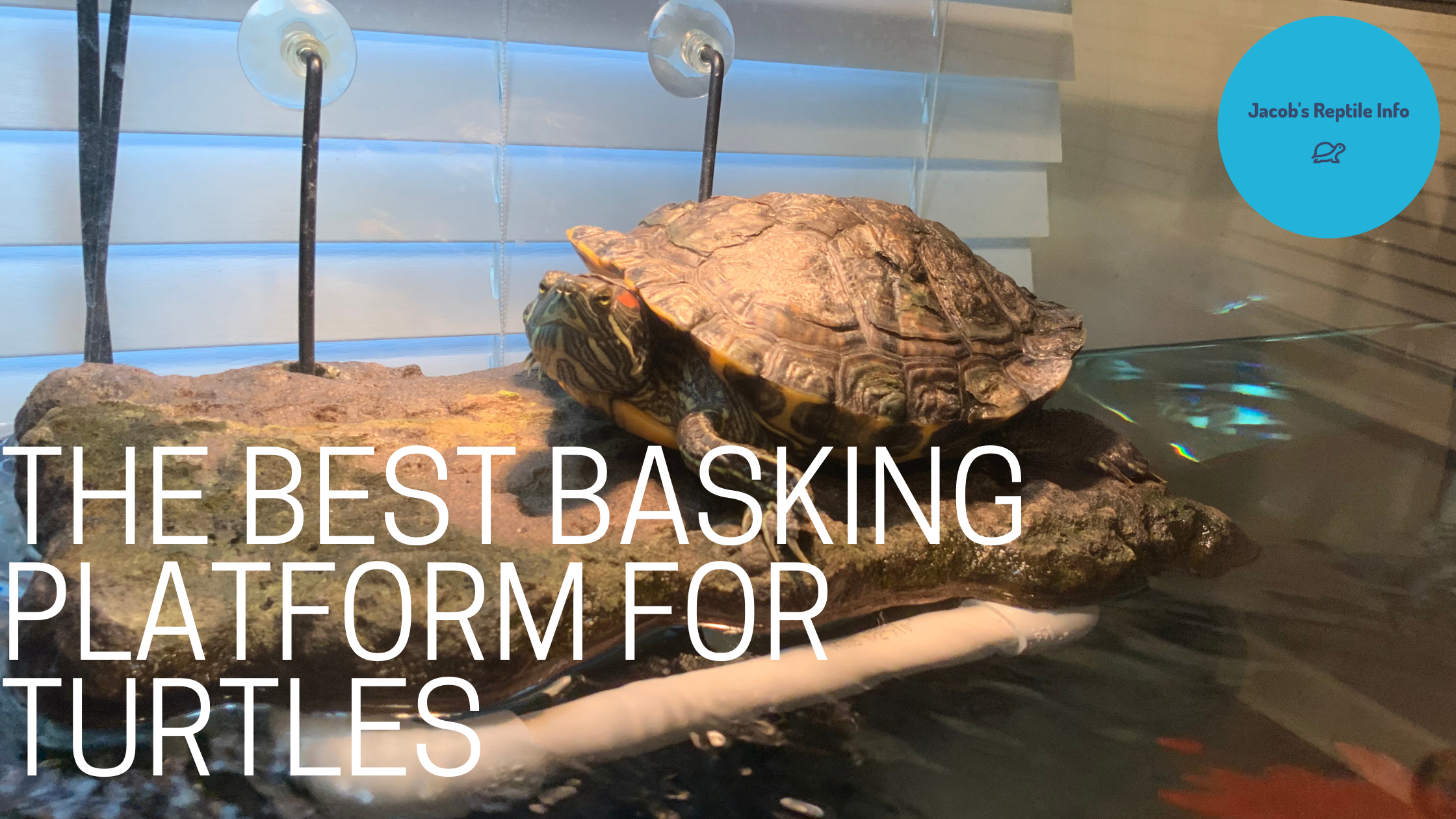 Basking platform for a red eared slider tank setup