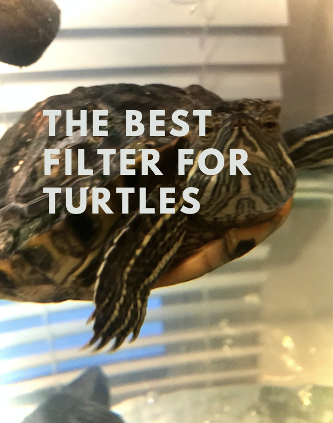 Filter for red eared slider tank setup